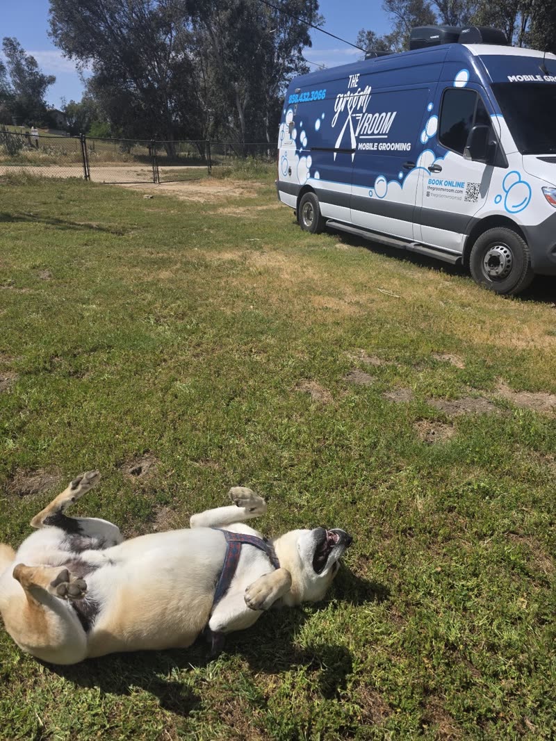 A dog rolling on its back on the grass with the mobile grooming van parked behind