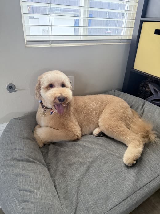 Apricot goldendoodle with a fresh teddy-bear trim resting on a grey dog bed
