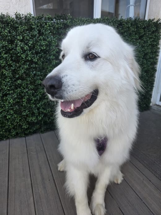 Close-up of a white Great Pyrenees coat freshly brushed out against a green hedge