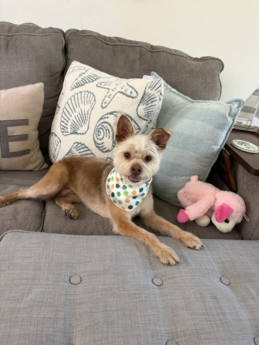 Small scruffy terrier in a bandana after its groom