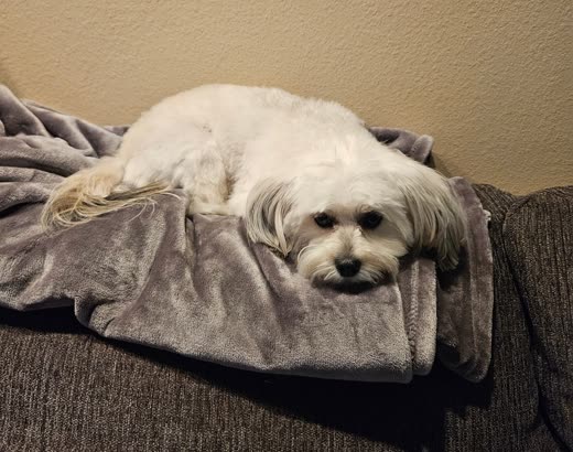 Small white shih tzu style dog resting on a grey blanket
