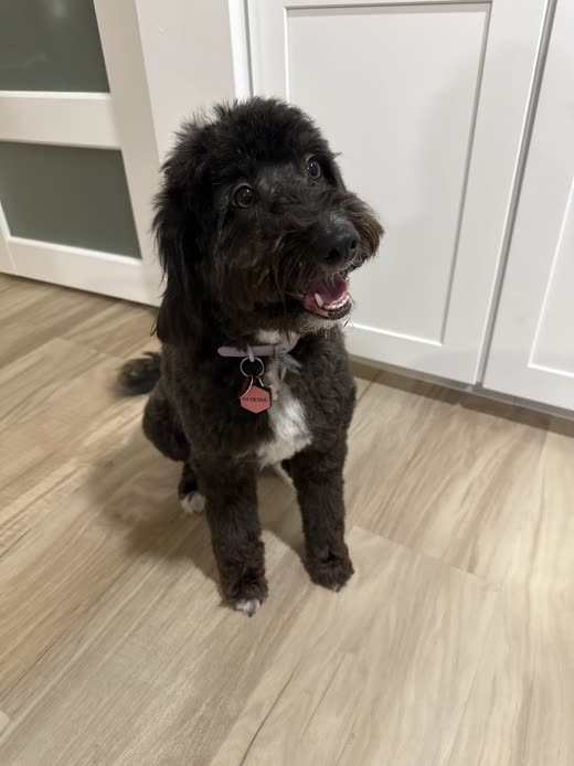 Black doodle sitting on a kitchen floor after a groom